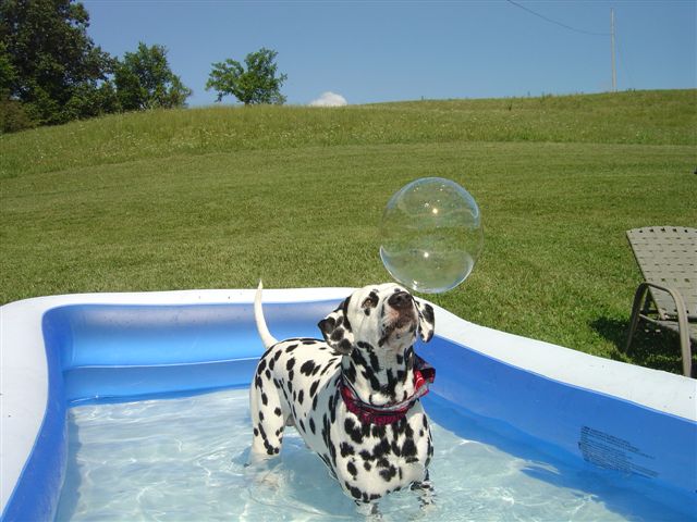 http://www.pyziri.ru/files/dog.jpg